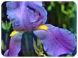 Las flores y su color violeta